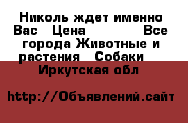 Николь ждет именно Вас › Цена ­ 25 000 - Все города Животные и растения » Собаки   . Иркутская обл.